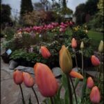 A beautiful garden with a variety of flowers, including tulips and daffodils, is displayed in a rock garden.