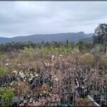 A beautiful garden with a variety of plants, including pink flowers and trees.