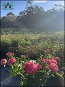 A beautiful pink flower blooms in a garden setting.
