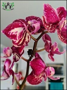 A beautiful pink orchid with purple and white flowers.