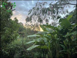 A beautiful sunset in the woods with a banana tree in the foreground.