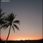 A beautiful sunset with a palm tree in the foreground.