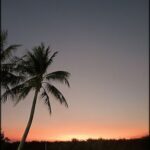 A beautiful sunset with a palm tree in the foreground.