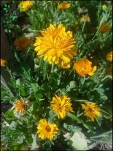 A beautiful yellow flower stands out in a field of green grass.