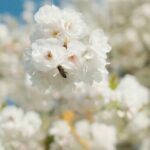 A bee is seen in a white flower, surrounded by other white flowers.