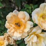 A bee is seen resting on a yellow rose, surrounded by other flowers.