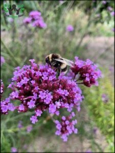 A bee is sitting on a purple flower, surrounded by other purple flowers.