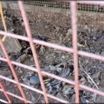 A bird is lying on the ground in front of a cage.