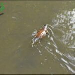 A bird is swimming in the water, with its head above the surface.