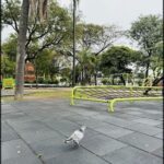 A bird is walking on a black surface, possibly a tiled floor or a playground.