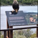 A bird perched on a sign, overlooking a lake.