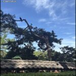 A bird perched on a tree branch, surrounded by a beautiful garden setting.