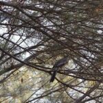 A bird perched on a tree branch, surrounded by leaves and branches.