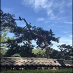 A bird perches on a tree branch, surrounded by a beautiful garden setting.