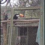 A bird with a bright orange beak is perched on a cage.