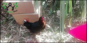 A black and red rooster stands in front of a cardboard box.