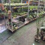 A black and white cat sits on a shelf in a greenhouse, surrounded by various potted plants.