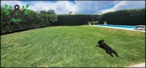 A black dog is laying down in a grassy field.