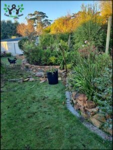 A black dog stands in a yard with a potted plant and a bucket.
