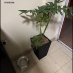 A black pot with a plant in it sits on a tile floor.