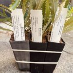 A black pot with three plants in it.