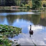 A black swan swims in a lake, surrounded by lily pads and trees.