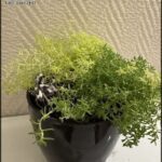 A black vase filled with green plants and a black and white snake.