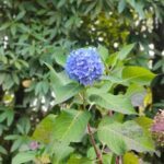 A blue flower blooms in the shade of a tree.