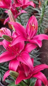 A bouquet of pink flowers in a pot.