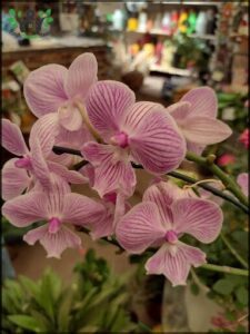 A bouquet of pink orchids is displayed in a vase.