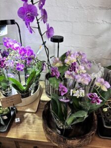A bouquet of purple orchids in a vase.