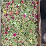A box filled with a variety of flowers, including pink and yellow ones, is ready to be sold.