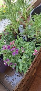 A box filled with various plants, including purple flowers, is displayed on a table.