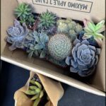 A box filled with various types of cacti and succulents.