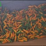 A box full of red peppers, ready to be used in a dish.