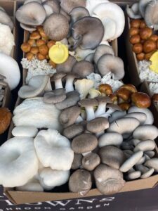 A box of mushrooms with a variety of sizes and colors.