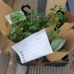 A box of plants sits on a sidewalk, with a receipt for the purchase inside.