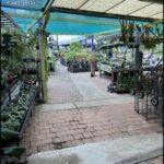 A brick walkway leads to a greenhouse filled with plants.
