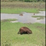 A brown animal, possibly a bear, is seen eating grass in a field.