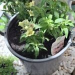 A bucket filled with various plants and flowers sits on a table.