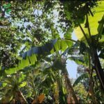A bunch of bananas growing in a forest.