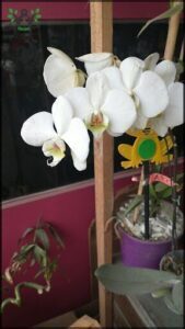 A bunch of white orchids are displayed on a wooden stick.