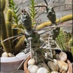 A cactus with a long spine is sitting in a pot with other cacti.