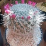 A cactus with pink flowers on top of a rock.