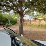 A car is parked in front of a tree, and the reflection of the tree can be seen in the car's side mirror.