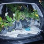 A car trunk filled with plants and flowers.