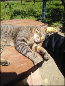 A cat is sleeping on a wooden table, with a person's hand resting on its head.