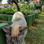 A cat is sniffing the ground, possibly looking for food or exploring its surroundings.