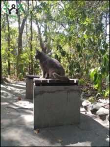 A cat sitting on a brick in the woods.