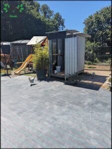 A chicken is standing on a concrete surface in front of a small shed.